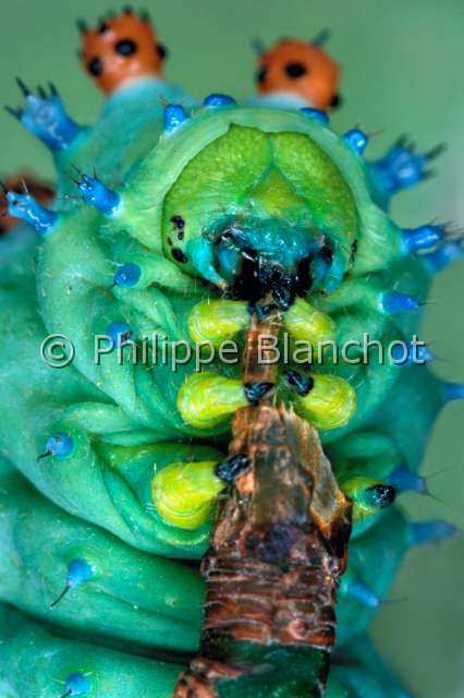 Hyalophora cecropia ch.JPG - in "Portraits d'insectes" ed. SeuilHyalophora cecropiaBombyx cecropia (chenille)Cecropia silkwormLepidopteraSaturniidaeEtats Unis